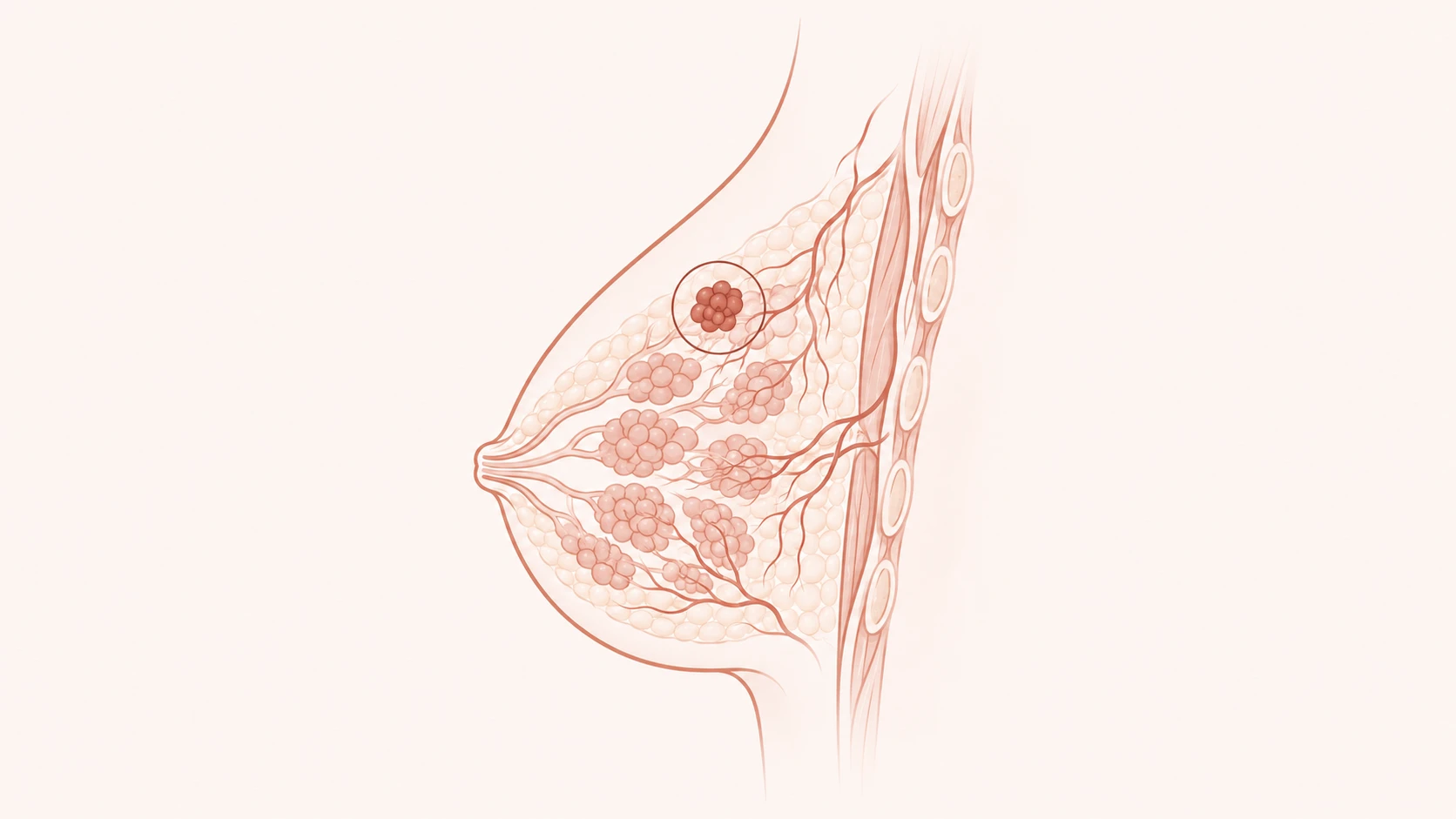 Ilustração de linha fina de uma mama de perfil com um pequeno nódulo destacado, em tons rosé e terracota sobre fundo off-white quente